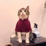 حماد اقبال کا اوتار